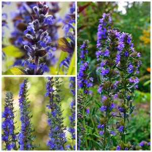 Hyssop Herb Seeds For Planting (Hyssopus officinalis)