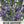 Hyssop Herb Seeds For Planting (Hyssopus officinalis)