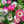 Annual Ice Plant Seeds For Planting (Dorotheanthus bellidiformis)