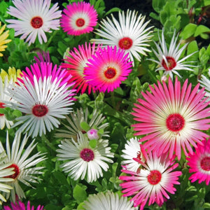 Annual Ice Plant Seeds For Planting (Dorotheanthus bellidiformis)