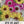 Annual Ice Plant Seeds For Planting (Dorotheanthus bellidiformis)