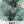 Red Russian Kale Seeds For Planting (Brassica napus)