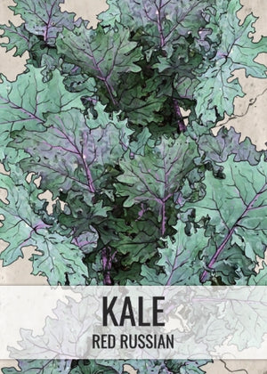 Red Russian Kale Seeds For Planting (Brassica napus)