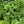 Kale Seeds For Planting, Vates Blue Scotch Curled (Brassica oleracea)