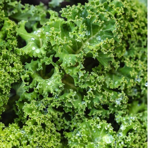 Kale Seeds For Planting, Vates Blue Scotch Curled (Brassica oleracea)