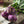Purple Vienna Kohlrabi Seeds For Planting (Brassica oleracea)