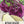 Purple Vienna Kohlrabi Seeds For Planting (Brassica oleracea)