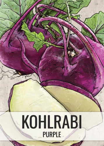 Purple Vienna Kohlrabi Seeds For Planting (Brassica oleracea)