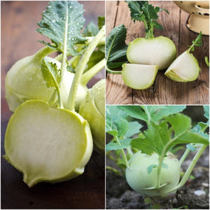 White Vienna Kohlrabi Seeds For Planting (Brassica oleracea)