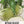White Vienna Kohlrabi Seeds For Planting (Brassica oleracea)