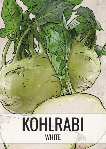 White Vienna Kohlrabi Seeds For Planting (Brassica oleracea)