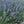 Hidcote Lavender Seeds For Planting (Lavandula angustifolia)