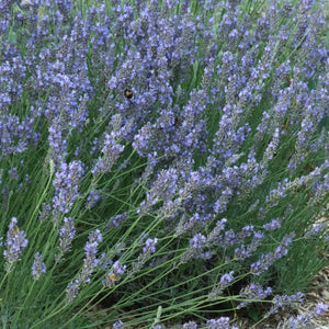 Hidcote Lavender Seeds For Planting (Lavandula angustifolia)