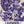 Hidcote Lavender Seeds For Planting (Lavandula angustifolia)