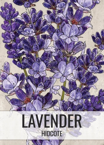 Hidcote Lavender Seeds For Planting (Lavandula angustifolia)