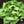 Buttercrunch Lettuce Seeds For Planting (Lactuca sativa)