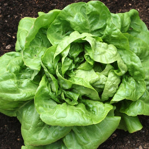 Buttercrunch Lettuce Seeds For Planting (Lactuca sativa)