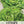 Buttercrunch Lettuce Seeds For Planting (Lactuca sativa)