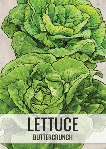 Buttercrunch Lettuce Seeds For Planting (Lactuca sativa)