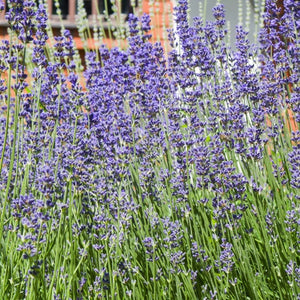 Munstead Lavender Seeds For Planting (Lavandula angustifolia)