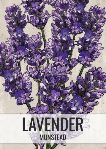 Munstead Lavender Seeds For Planting (Lavandula angustifolia)