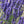 Spike Lavender Seeds For Planting (Lavandula latifolia)