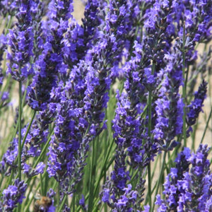 Spike Lavender Seeds For Planting (Lavandula latifolia)
