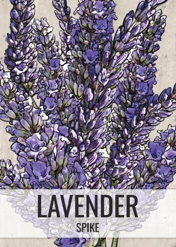 Spike Lavender Seeds For Planting (Lavandula latifolia)