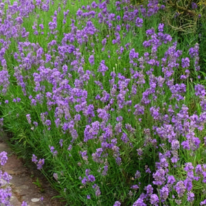 Vera Lavender Seeds For Planting "True English" (Lavandula angustifolia)