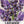 Vera Lavender Seeds For Planting 