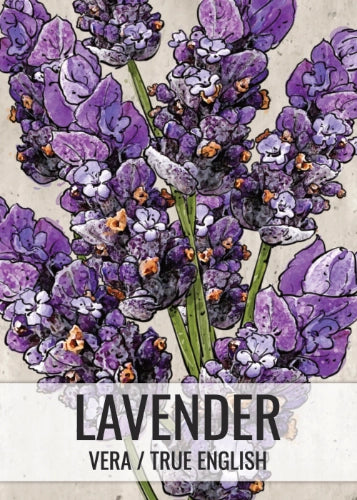 Vera Lavender Seeds For Planting "True English" (Lavandula angustifolia)