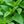 Lemon Balm Herb Seeds For Planting (Melissa officinalis)