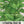 Lemon Balm Herb Seeds For Planting (Melissa officinalis)