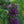 Lemon Mint Seeds For Planting (Monarda citriodora)