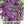 Lemon Mint Seeds For Planting (Monarda citriodora)
