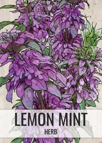 Lemon Mint Seeds For Planting (Monarda citriodora)