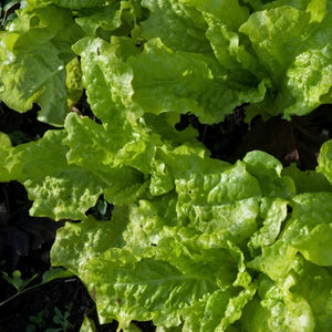 Black Seeded Simpson Lettuce Seeds For Planting (Lactuca sativa)