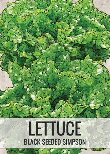 Black Seeded Simpson Lettuce Seeds For Planting (Lactuca sativa)
