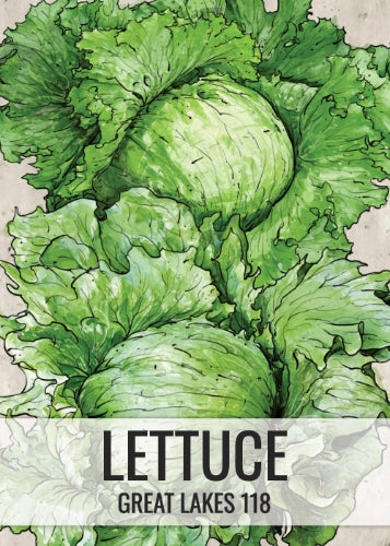 Great Lakes 118 Lettuce Seeds For Planting (Lactuca sativa)