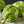 Iceberg Lettuce Seeds For Planting (Lactuca sativa)