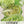 Iceberg Lettuce Seeds For Planting (Lactuca sativa)