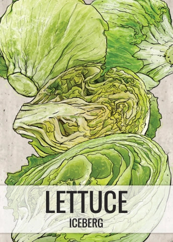 Iceberg Lettuce Seeds For Planting (Lactuca sativa)