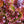 Lollo Rosso Lettuce Seeds For Planting (Lactuca sativa)