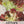 Lollo Rosso Lettuce Seeds For Planting (Lactuca sativa)