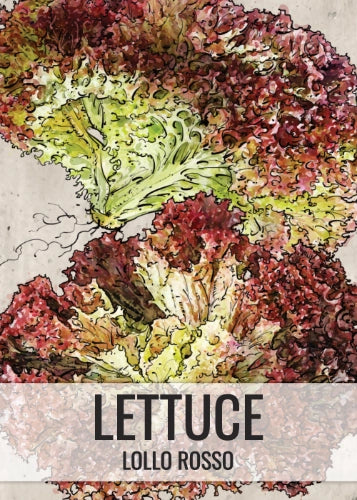 Lollo Rosso Lettuce Seeds For Planting (Lactuca sativa)
