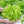 Oakleaf Lettuce Seeds For Planting (Lactuca sativa)
