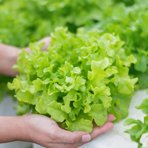 Oakleaf Lettuce Seeds For Planting (Lactuca sativa)