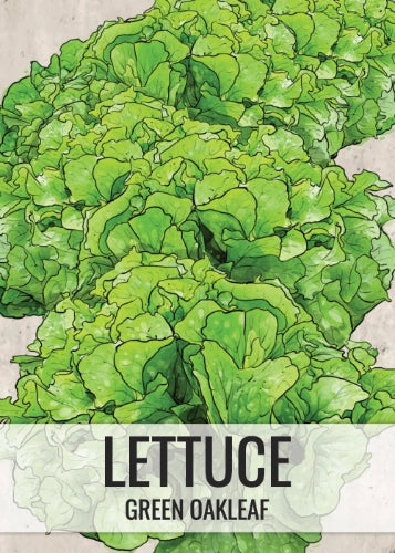 Oakleaf Lettuce Seeds For Planting (Lactuca sativa)