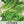 Parris Island Romaine Lettuce Seeds For Planting (Lactuca sativa)