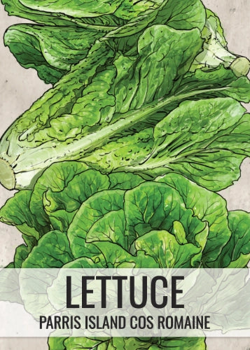 Parris Island Romaine Lettuce Seeds For Planting (Lactuca sativa)